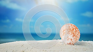 Close up seashell on sand beach and blurred beach background summer time concept.