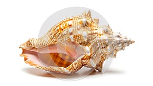 A close up of a shell on a white background (ai generated)