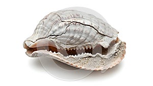 A close up of a shell on a white background (ai generated)