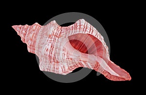 Close up of seashell on background