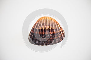Close up of seashell on white surface background.