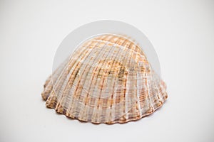 Close up of seashell on white surface background.