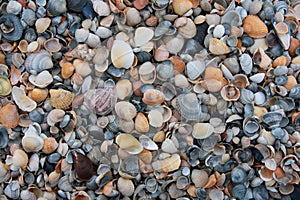 close-up seashells on the beach