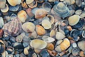 close-up seashells on the beach