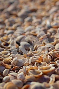 Close-up of seashells on a beach - blurred background,