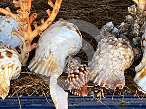 Close up of seashells for sale at harbour, Essaouira, Morocco