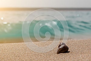 Close-up of seashells on the shore with yellow smooth sand against the backdrop of a turquoise sea wave in the rays of the sun.