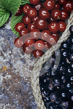 Close up of  seasonal  fresh juicy ripe shadbush saskatoon berries and cherries