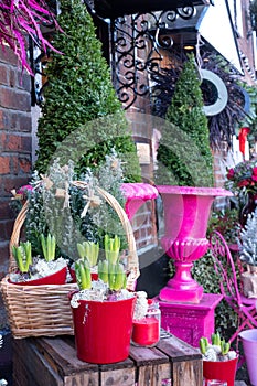 Close up of seasonal potted plants and flowers on sale at florist shop in December. Photographed pre-Christmas in Surrey, UK.