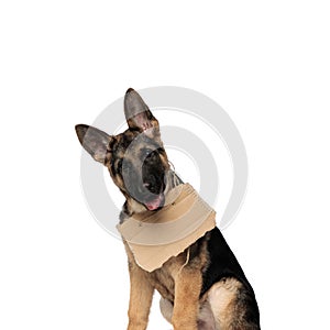 Close up of seated german shepard wearing carton sign