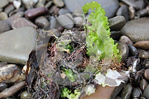 Close-up of the seaweed plant on the beach on the rocks