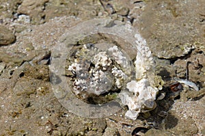 Close up of seaweed on rock