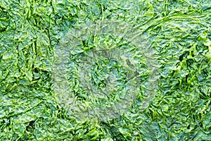 Close-up of seaweed on Waddensea wetlands, Netherlands