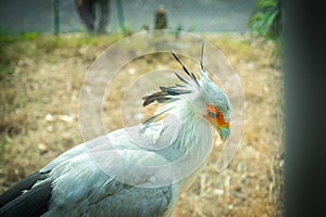 Close up SECRETARY bird photo