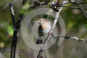 Veery Thrush bird perched on a twig on the forest floor