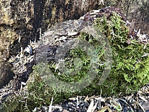 Close-up of Moss on Tree Bark photo