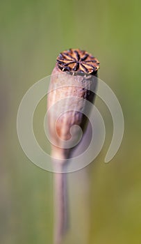 Close-up of  seed head of common poppy flower Papaver rhoeas