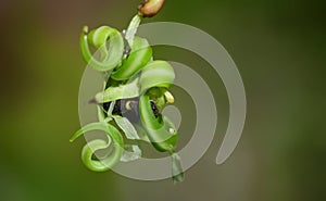 Close up of the seed pod of Indian balsam Impatiens glandulifera against a green background in nature