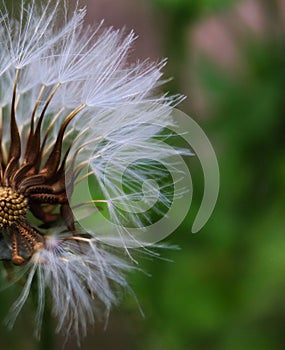 Close-up of seeded dandelion head, symbol of possibility, hope, and dreams. Good image for sympathy, get-well soon, or thinking of