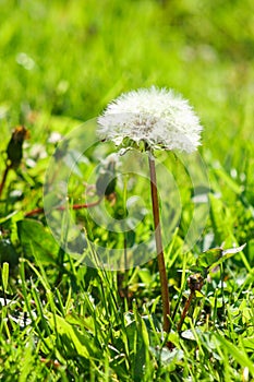 Close up of a seeding dandelion Taraxacum officinale against a sof background photo