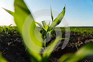 Close up seeding maize plant. Green young corn maize plants growing from the black soil on sunlight evening. Corn agriculture.