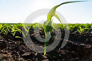 Close up seeding maize plant. Green young corn maize plants growing from the soil. Backlit young maize seedling.