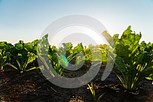 Close up seeding sugar beet plant. Green young sugar beet plants growing from the black soil on sunlight evening.