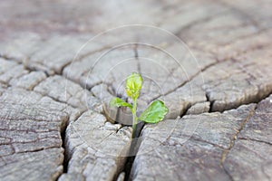 Close up seedling growing in the center trunk as a concept of new life