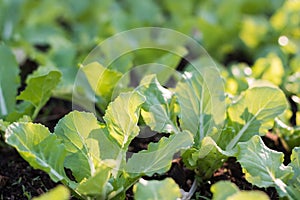 Close up seedling lettuce with sunlight growing in garden.