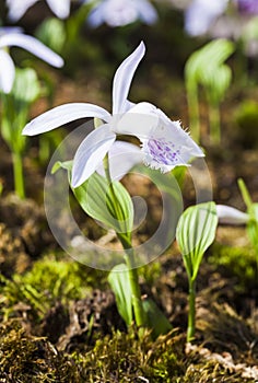 Close-up seedling of Taiwan Pleione with the natural background