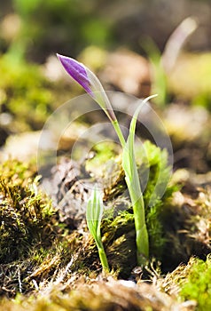 Close-up seedling of Taiwan Pleione with the natural background