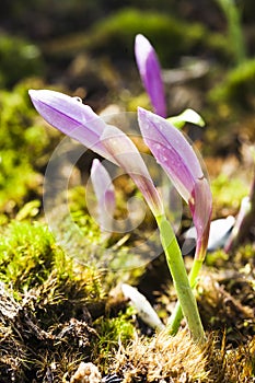 Close-up seedling of Taiwan Pleione with the natural background