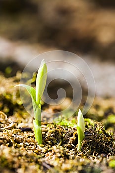 Close-up seedling of Taiwan Pleione with the natural background