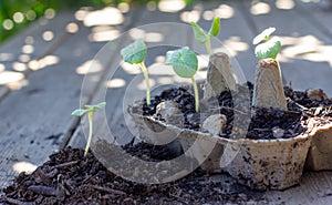 Close up of seedlings growing cardboard egg carton outside on garden bench. Self sufficiency at home