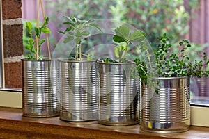 Close up of seedlings growing in reuse tin cans on window ledge, garden behind. Self sufficiency at home