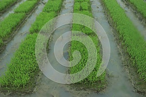 Close up seedlings of rice in rice fields with wet drops on the fresh green background, Rice seedlings and dew