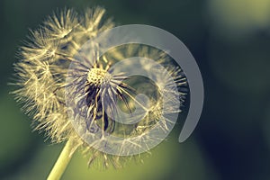 Close up Seeds on Dandelion in a field