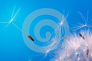 Close-up seeds of a dandelion flower fly in the wind on a blue background. Macro. Soft focus