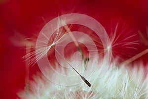 Close-up seeds of a dandelion flower on a red background. Macro. Soft focus