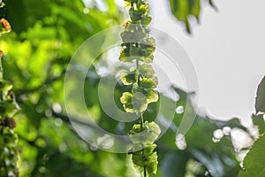 Close Up Of Seeds From An Elm Tree At Amsterdam The Netherlands 17-7-2022