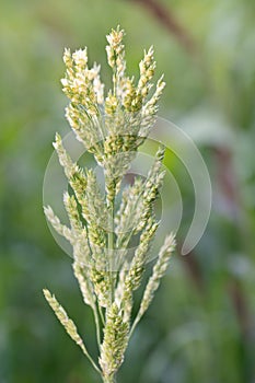 Close up of the seeds of a millet plant. The millet grows in the field outdoors