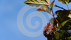 Close-up seeds of Ninebark shrub or Physocarpus opulifolius Diabolo, Diablo