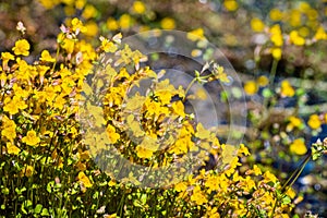 Close up of Seep monkey wildflowers Mimulus guttatus blooming on the shoreline of a creek in Yosemite National Park, Sierra