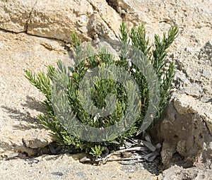 Close-up of the seepweed, Suaeda spicata