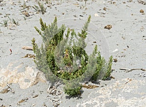 Close-up of the seepweed, Suaeda spicata