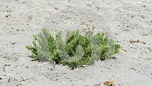 Close-up of the seepweed, Suaeda spicata