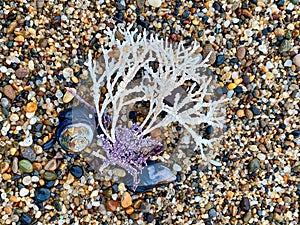 Close-up of seeweed and other sea creatures at low tide