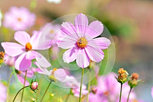 Close-up Selected Focus Of Pink Blooming Cosmos Bipinnatus Flower With Its Pollen Being Visited By A Bee