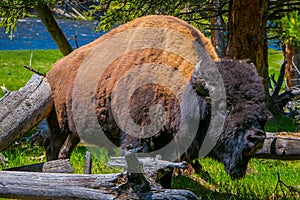 Close up of selecti8ve focus of beautiful but dangerous American Bison Buffalo inside the forest in Yellowstone National