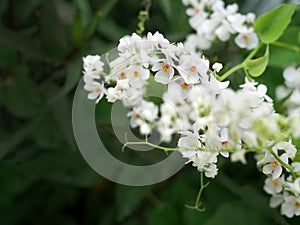 Close up and selective focus Antigonon leptopus, Alba, Polygonaceae, White Mexican creeper flowers, tiny, white flowers, flora